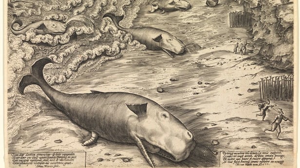 An etching from 1577 shows three beached Sperm Whales, highlighting the long history of whales beaching...