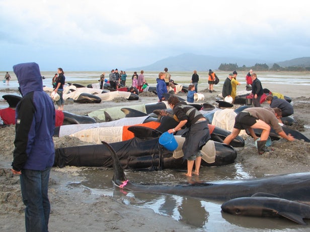 An image from another whale beaching incident from 2005, again at Farewell Spit in New Zealand