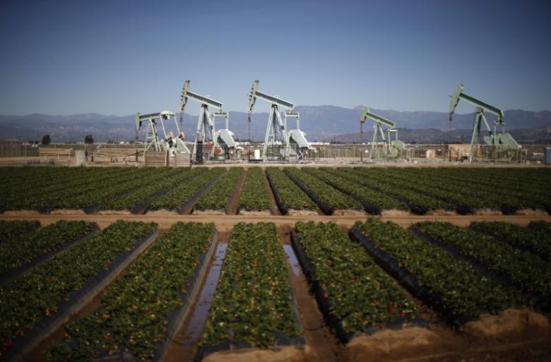Oil pump jacks are seen next to a strawberry field in Oxnard, California February 24, 2015. REUTERS/Lucy Nicholson