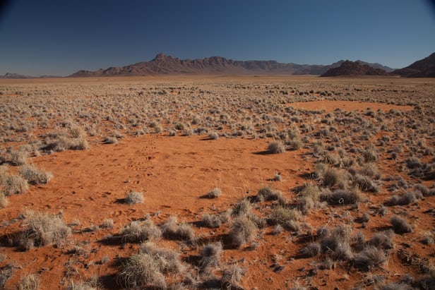 Fairy circles seem to result from the interactions between plants and termites, as both organisms compete...