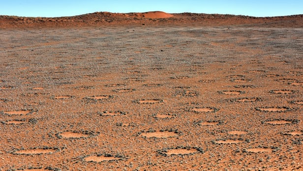 Researchers at Princeton have solved the mystery of how "fairy circles" are formed in the Namib...