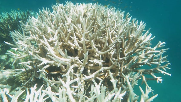 Severe coral bleaching has affected huge swathes of the Great Barrier Reef for two consecutive years