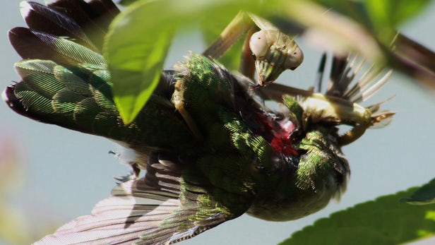 A worldwide study has shown praying mantises regularly kill and eat small birds