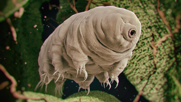 The tardigrade shall inherit the Earth, according to a new study from Oxford and Harvard