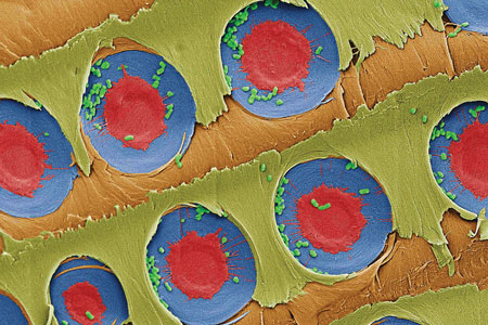 A false-color electron microscope image shows E. coli bacteria (green) trapped over xylem pit membranes (red and blue) in sapwood after filtration. Photo courtesy MIT News.