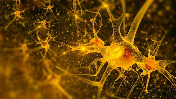 The dendrites in our brain have been underestimated for 60 years says a new study