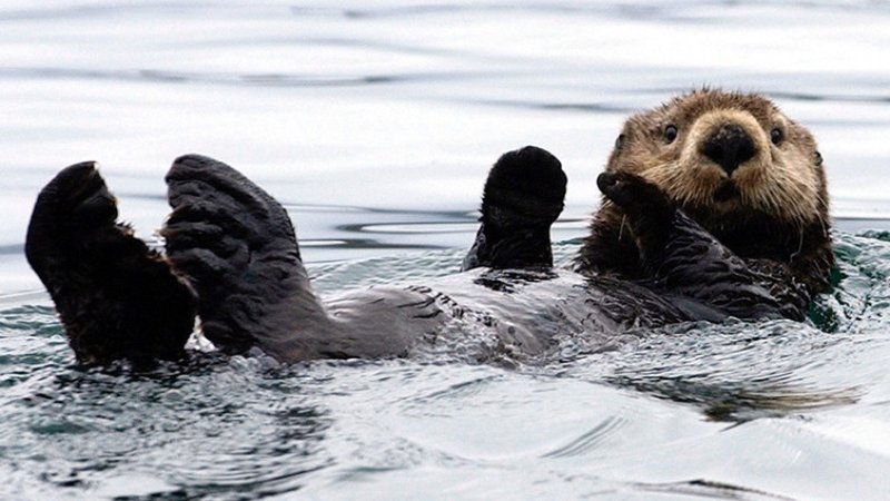 The soft gold of the sea otter was what drew so many Russians to Alaska.