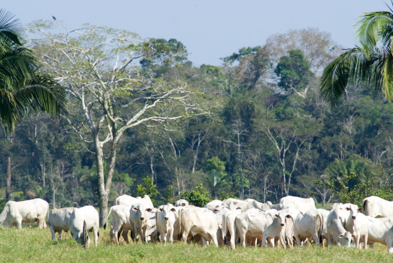 Historically, expansion of cattle pastures has driven deforestation in the Brazilian Amazon, where these pastures cover about two-thirds of all the deforested land. As the rainforests are destroyed by things like cattle ranching, buried sites like Amazon rainforest geoglyphs are being discovered.