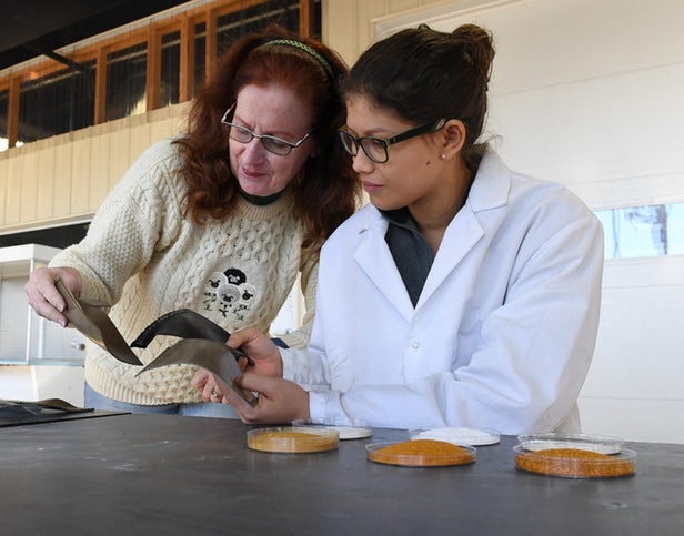 Katrina Cornish (left) and Cindy Barrera (right) examine ground tomato skins and eggshells, as well as...