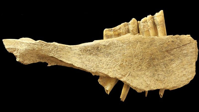 This horse mandible, found in Yukon's Bluefish Caves, appears to be marked by traces of stone tools. It might prove that humans came to North American 10,000 years earlier than previously believed.