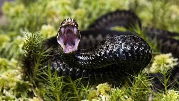 A new nanogel could make for a better snake antivenom, by sequestering the toxins within the...