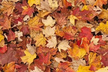The Fall Of Water Quality: Blame It On The Leaves