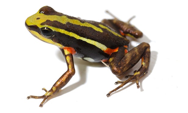 Toxins found in some frogs, such as the phantasmal poison frog, could hold important lessons for...