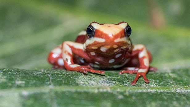 The sequenced the genes of a variety of frogs, including the phantasmal poison frog