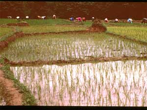 This image shows Chinese farmers transplanting rice in paddy fields in Yunnan Province, China, July 1999.