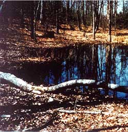 Photo of a wetlands area.