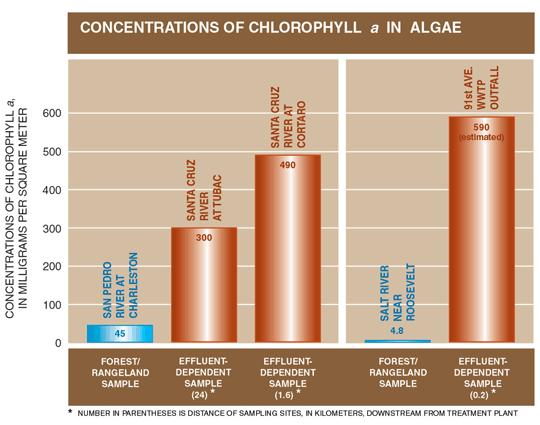 Figure 12. Nutrients in effluent-dependent streams encourage algal growth, as indicated by chlorophyll a concentrations. 